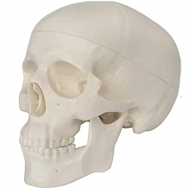 School Lab Human Anatomy Skull Models